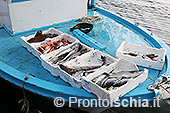 I pescatori di Ischia Ponte 10