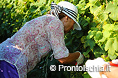 La vendemmia ai Giardini Arimei a Panza 16