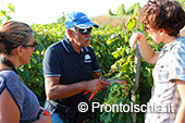 La vendemmia ai Giardini Arimei a Panza 18