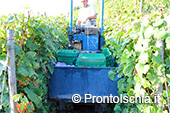 La vendemmia ai Giardini Arimei a Panza 36