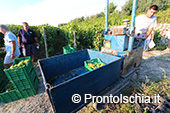 La vendemmia ai Giardini Arimei a Panza 38