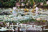 Visita guidata ai Giardini La Mortella 50