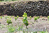 Ischia Bio Tenuta Del Cannavale 8