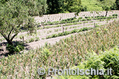 Ischia Bio Tenuta Del Cannavale 16